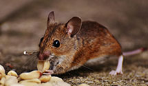 hospital-and-healthcare-facility-pest-management Experts in Biddeford Pl